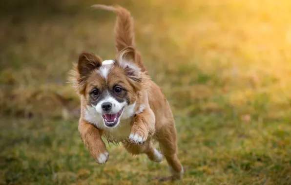 Look, each, dog, running