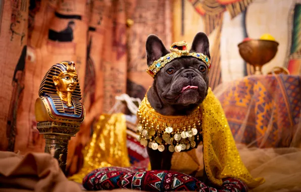 Look, pose, clothing, dog, costume, outfit, image, face
