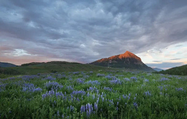 Picture greens, field, summer, the sky, clouds, flowers, mountains, overcast