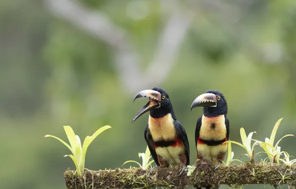 Leaves, birds, branch, beak, a couple, Toucan, bokeh, toucans