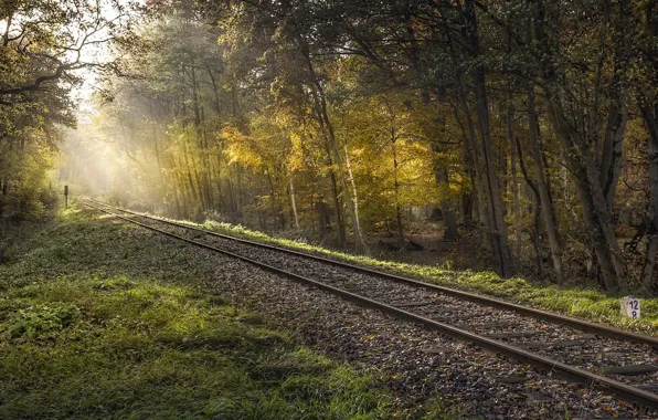Picture forest, light, railroad