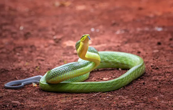 Snake, green, the ground