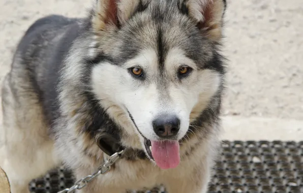 Photo, dog, sled dog, Alaskan Malamute, grey white