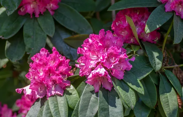 Flowers, flowering, Azalea