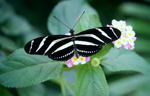 Leaves, macro, wings, Butterfly, beautiful, flowers, closeup