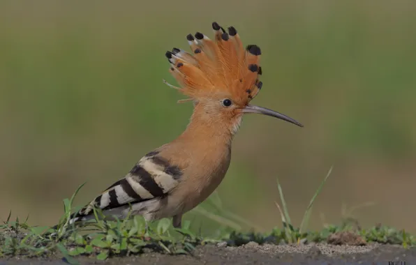 Nature, background, bird, hoopoe, crest, DUELL ©