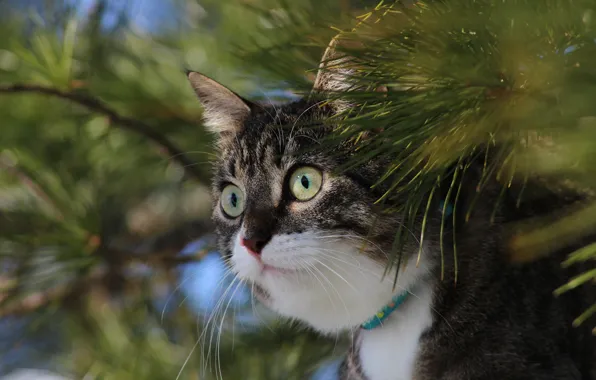 Cat, cat, look, branches