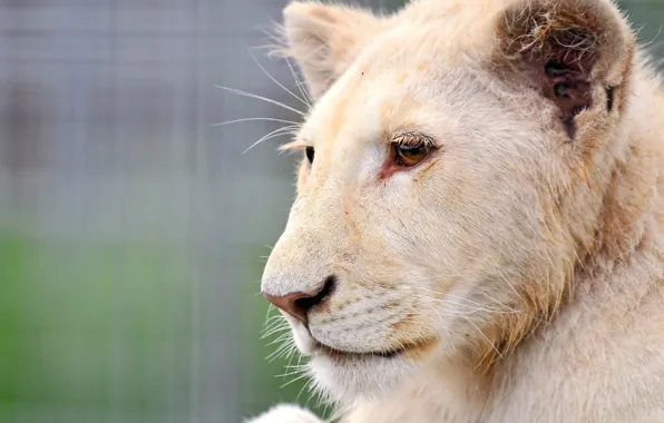 White, face, Leo, profile, lion, albino