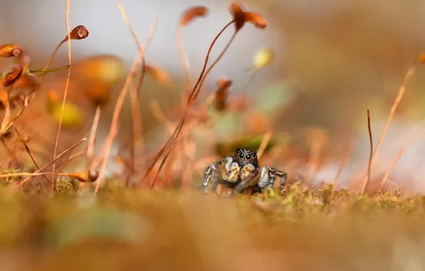 Macro, stems, spider, bokeh, jumper, jumping spider