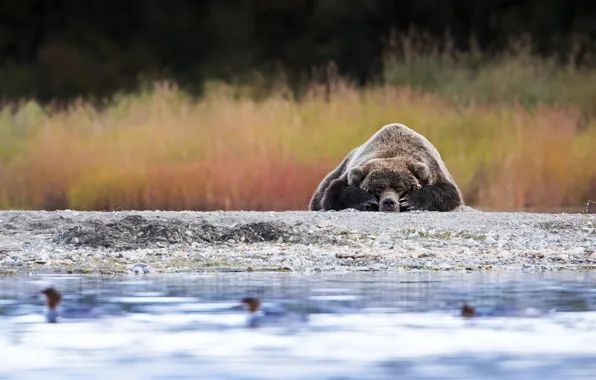 Picture stay, shore, sleep, bear, sleeping, lies, pond