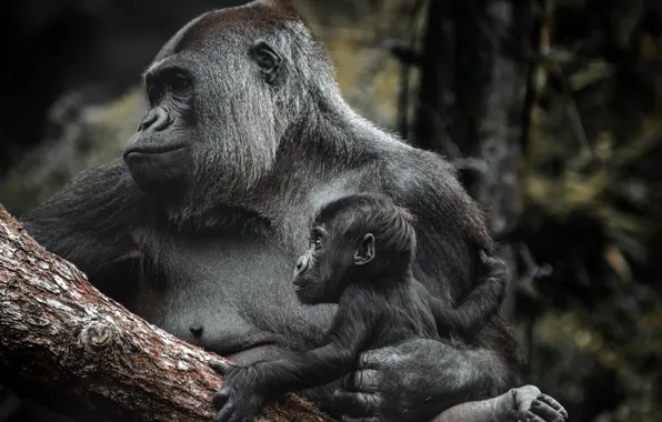 Nature, family, monkey