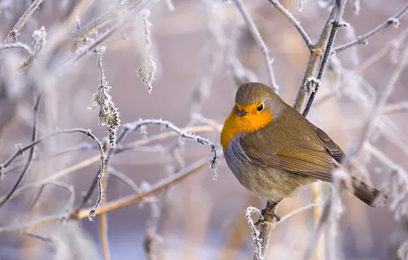 Winter, frost, branches, bird