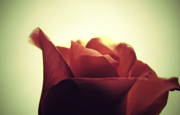 Picture macro, red, rose