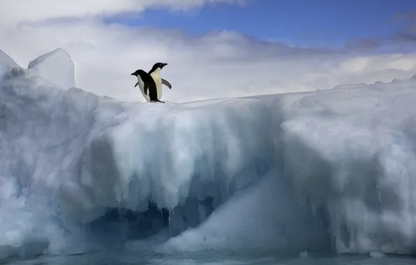 Ice, snow, penguins, pair