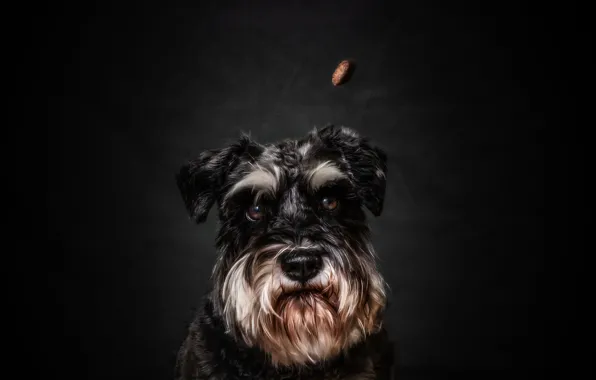 Look, face, the dark background, portrait, dog, food