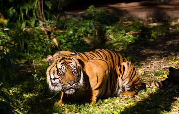 Picture cat, look, the sun, tiger, Sumatran