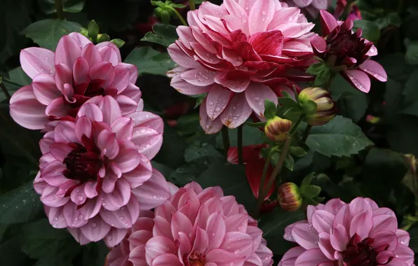 Drops, flowers, garden, pink, dahlias