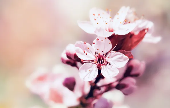 Macro, flowers, branches, cherry, spring, Sakura, pink, buds