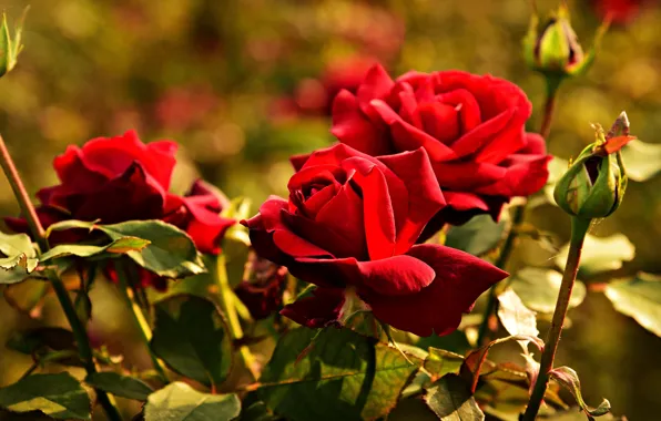 Picture flowers, background, stems, bright, rose, Bush, roses, garden