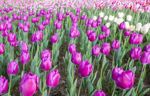 Field, flowers, spring, tulips, pink, white, buds, a lot
