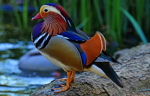 Picture bird, duck, tail, tangerine