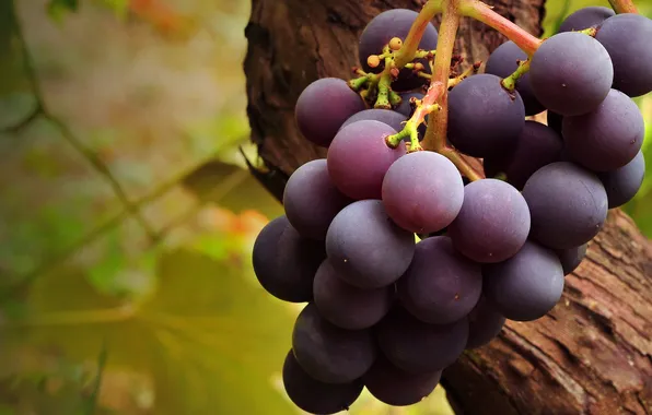 Macro, harvest, grapes, vine