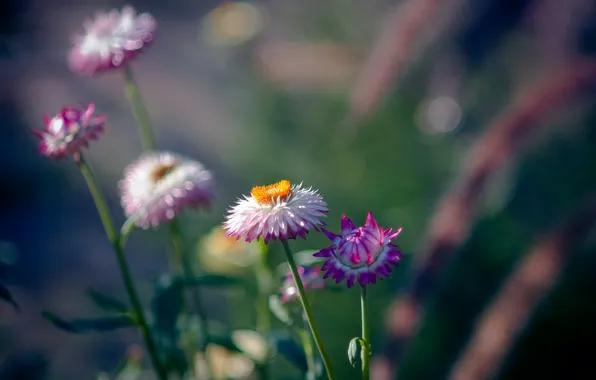 Picture flowers, nature, background, Wallpaper, plant, petals, flowering