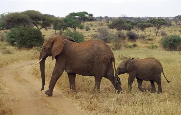 Picture Africa, elephants, elephant, elephant