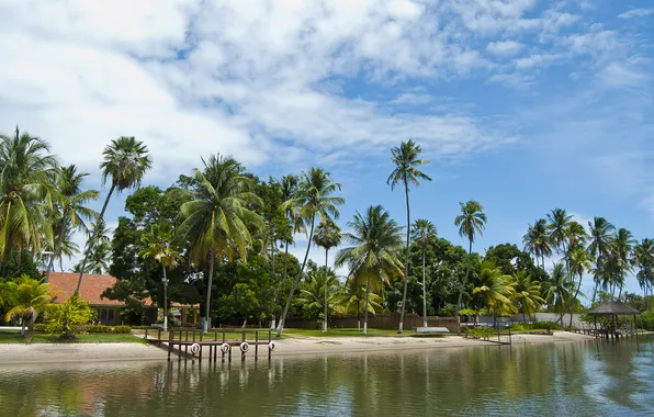 Beach, the sky, water, landscape, palm trees