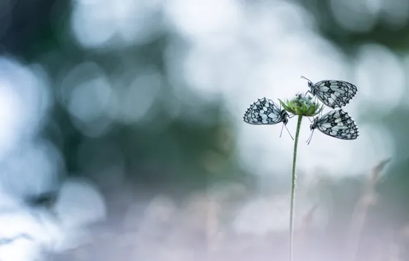 Butterfly, three, bokeh