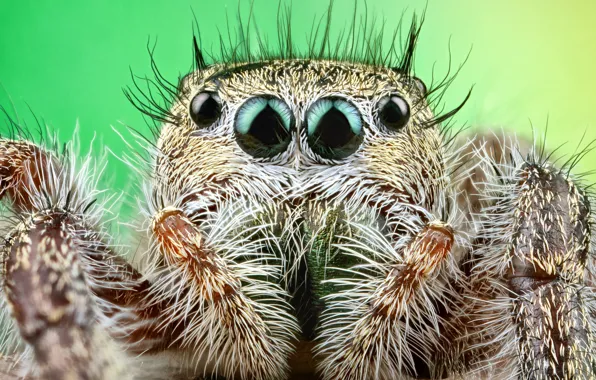 Eyes, look, macro, pose, green, background, portrait, legs