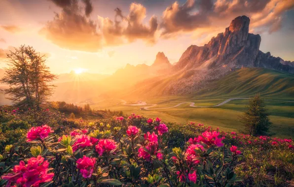 Road, field, the sky, the sun, clouds, rays, light, flowers