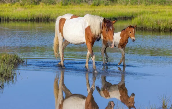 Grass, river, shore, horses, horse, pair, walk, pond