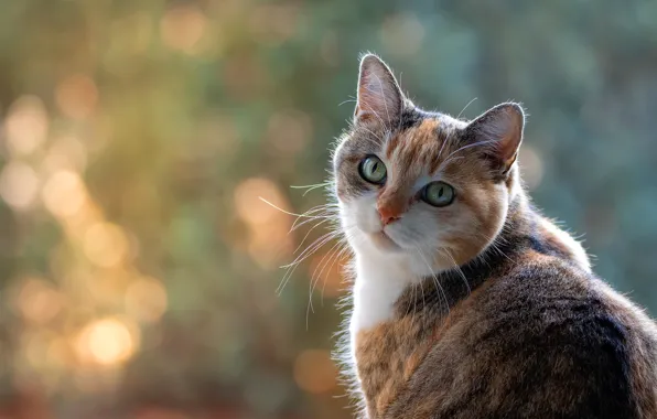 Cat, look, face, background, portrait, red, green eyes, bokeh