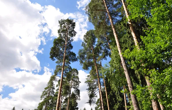 Picture summer, the sky, the sun, clouds, trees, nature, pine, the suburbs