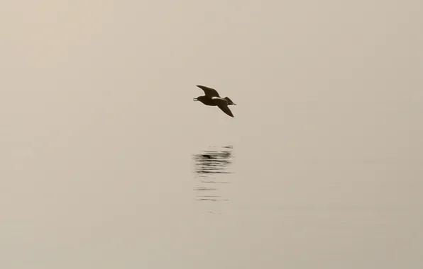 Picture bird, shadow, minimalism