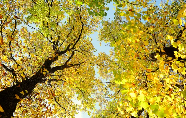 Picture autumn, the sky, leaves, trees, branches, trunk, crown