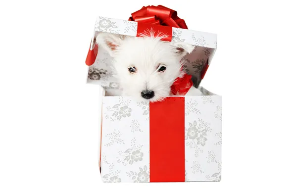 Animals, white, red, holiday, box, gift, new year, dog