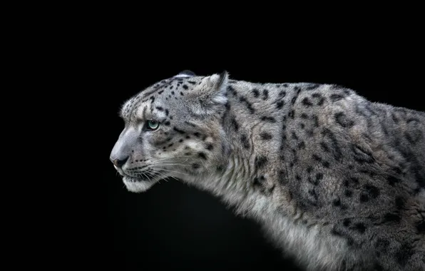 Snow leopard, snow leopard, Pedro Jarque