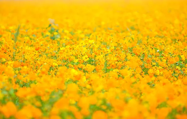 Picture field, summer, space, flowers, orange, yellow, background, glade