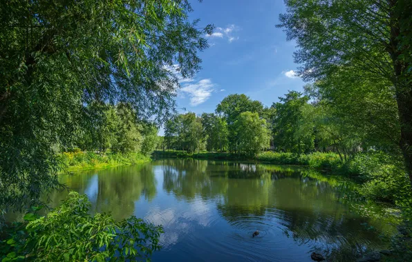 Picture forest, the sky, grass, clouds, trees, landscape, nature, river