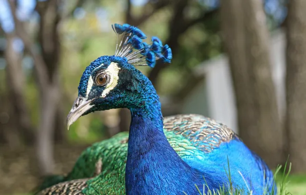 Picture bird, color, feathers, peacock, color