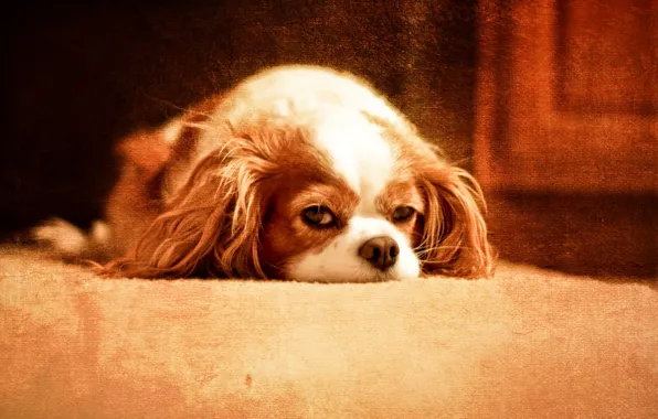 Style, background, dog