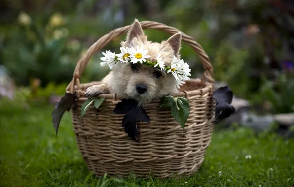 Picture gift, basket, dog