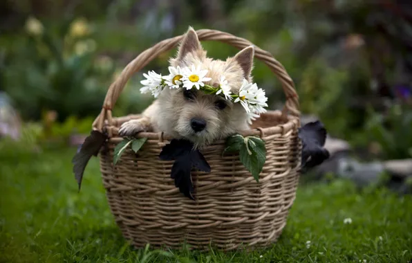 Gift, basket, dog