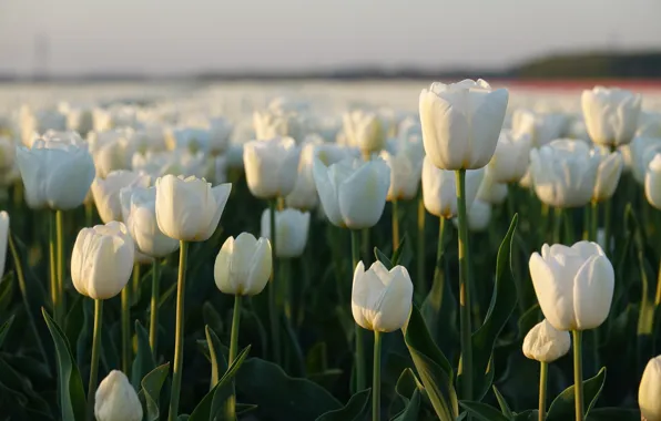 Wallpaper plantation, light, buds, tulips, white, bokeh, field of tulips, flowerbed
