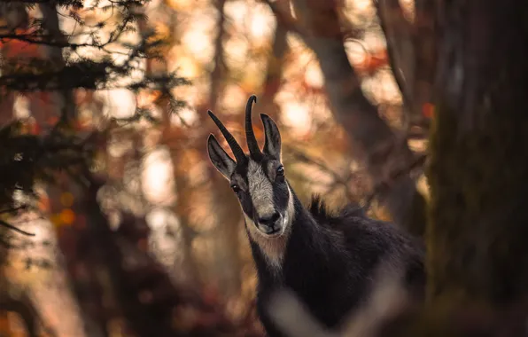 Forest, look, light, trees, sunset, branches, horns, bokeh