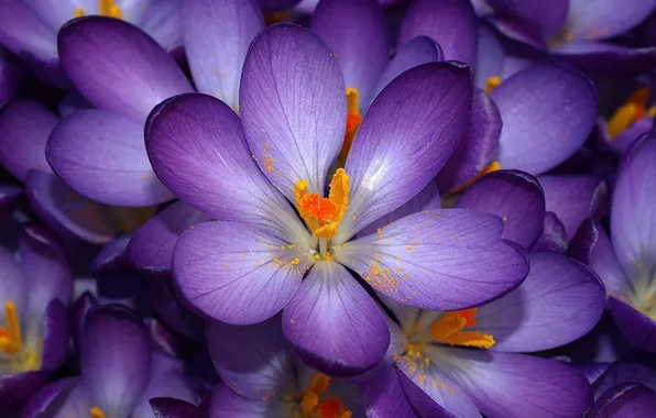 Purple, flowers, yellow