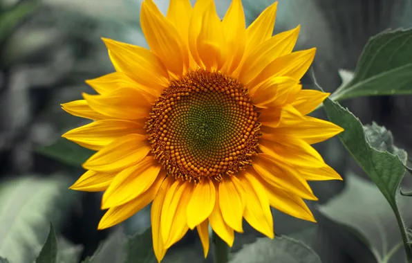 Macro, sunflowers, flowers, plant yellow