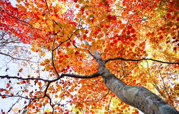 Picture autumn, the sky, leaves, tree, trunk, crown
